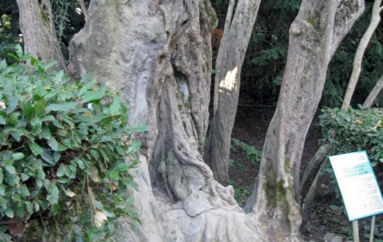 Де росте і як виглядає найстаріше дерево України, якому 2000 років